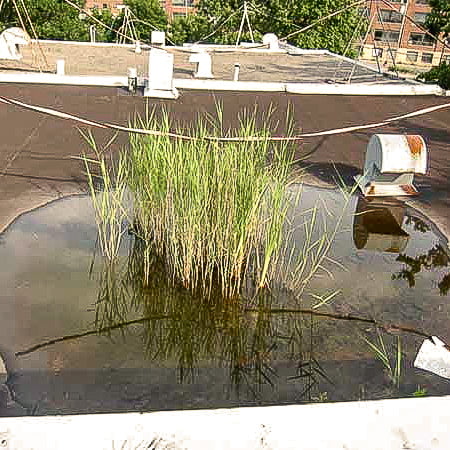eau sur toit plat avec plantes